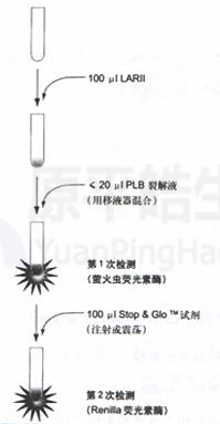 双荧光素酶报告基因发光检测 - 实验应用 - 北京原平